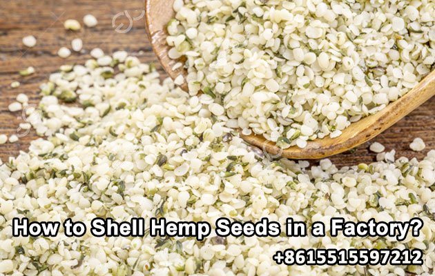 How to Shell Hemp Seeds in a Factory?